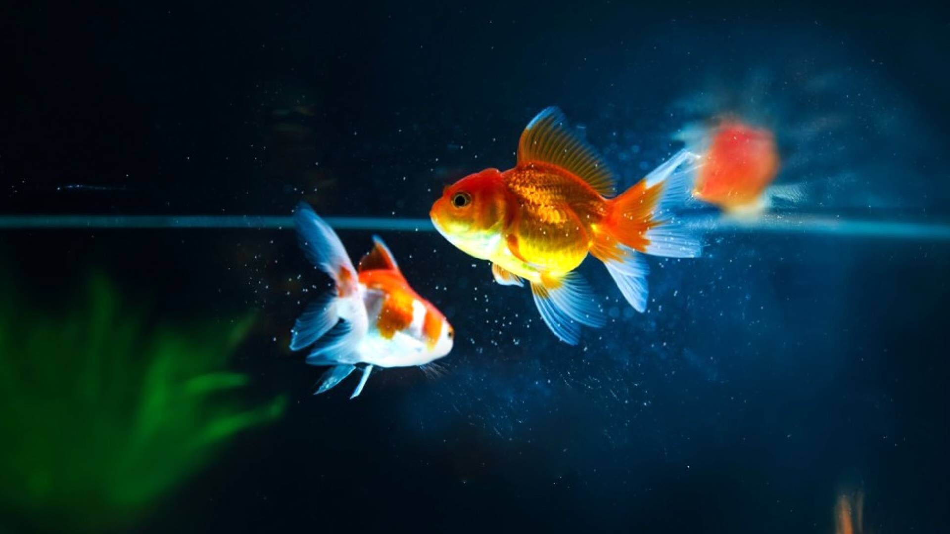 Brands <br>Fascinate Us